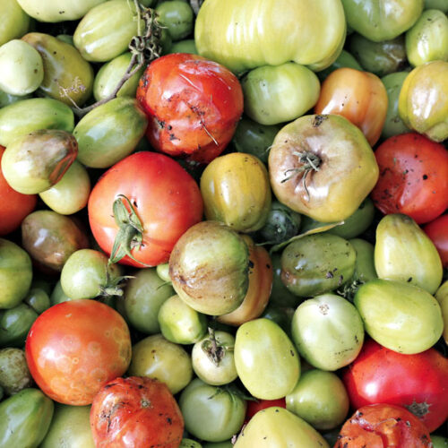 Fight Tomato Blight